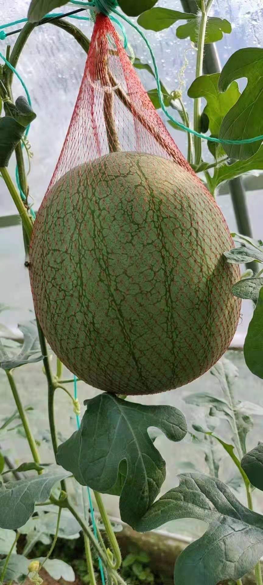  富邦西瓜